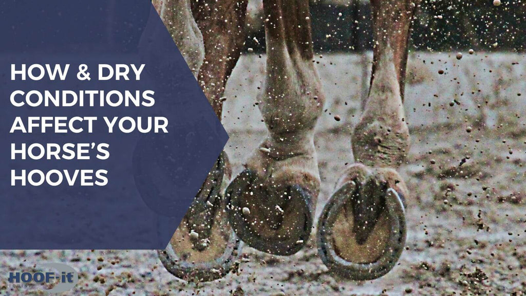 The Delicate Balance: How Wet and Dry Conditions Affect Your Horse’s Hooves